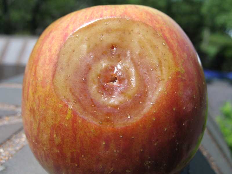 Fruit spots and rot